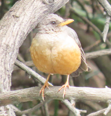 Turdus olivaceus