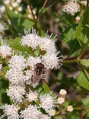 Copestylum marginatum