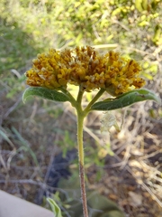 Aldama brandegeei