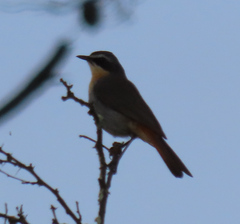 Cossypha caffra caffra