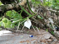 Brassavola nodosa