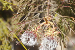 Serruria phylicoides