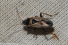 Xanthochilus quadratus