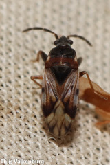 Scolopostethus