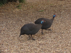 Numida meleagris coronatus