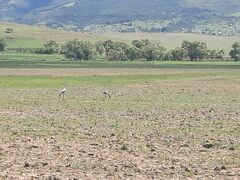 Anthropoides paradiseus