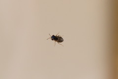 Geocoris megacephalus