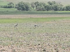 Anthropoides paradiseus