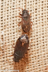 Stygnocoris