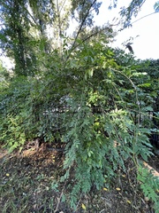 Wisteria frutescens