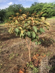 Chrysophyllum oliviforme