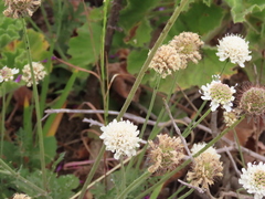 Scabiosa