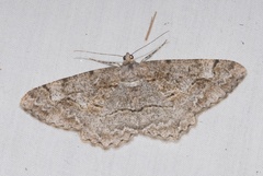 Alcis repandata