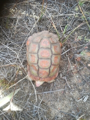 Homopus areolatus