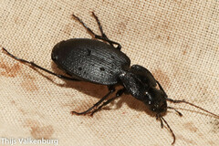 Licinus