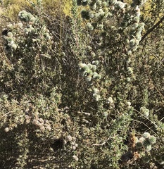 Cliffortia ruscifolia