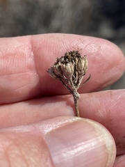 Eriophyllum confertiflorum
