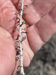 Eriophyllum confertiflorum