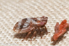 Ulopinae
