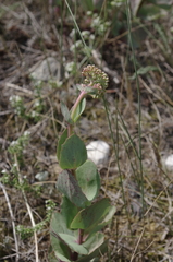 Hylotelephium caucasicum