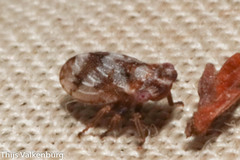 Ulopinae