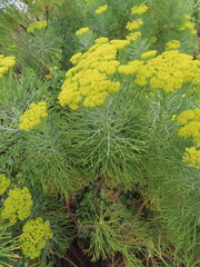 Hymenolepis