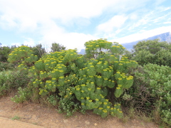Hymenolepis