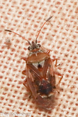 Kleidocerys resedae