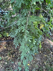 Wisteria frutescens