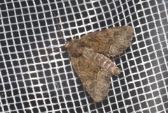 Oligia versicolor