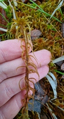 Sphagnum teres