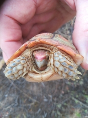 Homopus areolatus