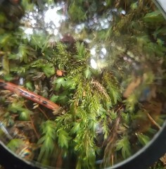 Fissidens bryoides
