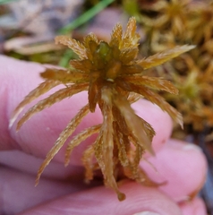 Sphagnum teres