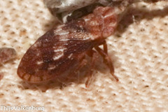 Ulopinae