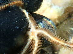 Ophiothrix fragilis