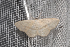 Scopula nigropunctata