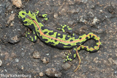 Triturus marmoratus
