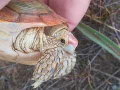 Homopus areolatus