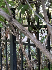 Wisteria frutescens
