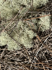 Cladonia evansii