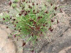 Cyperus semitrifidus