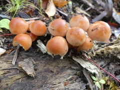 Hypholoma lateritium