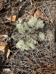 Cladonia evansii