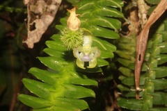 Dichaea latifolia