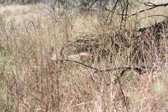 Phacochoerus africanus