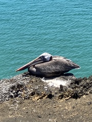 Pelecanus occidentalis urinator