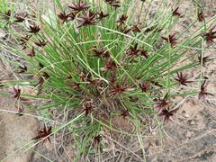 Cyperus semitrifidus
