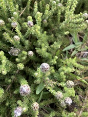 Aspalathus cephalotes