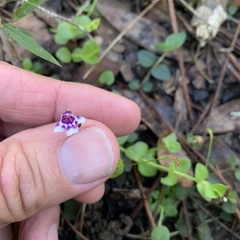 Lindernia grandiflora